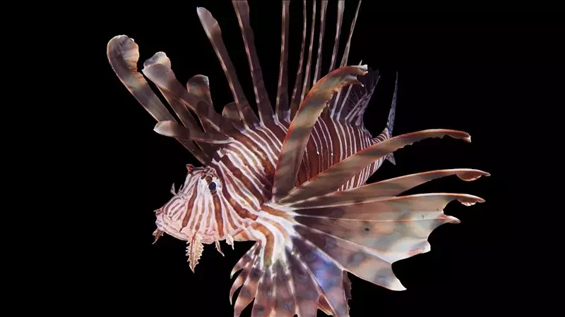 Türkiye gaat een lijst met invasieve uitheemse soorten en een monitoringsysteem opstellen