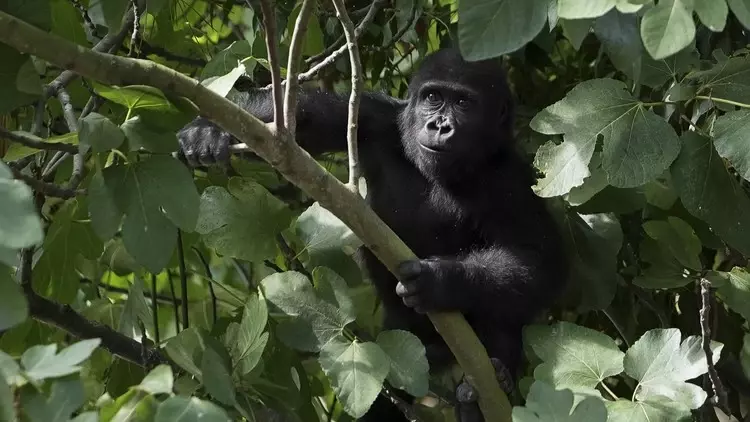 Türkiye verijdelt grootschalige pogingen tot smokkel van wilde dieren bij grensovergangen