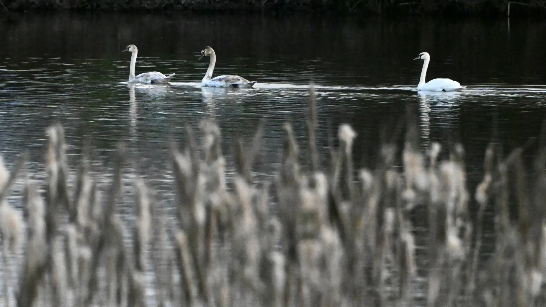 Uitgeputte zwanen gecontroleerd door natuurbeschermingsteams