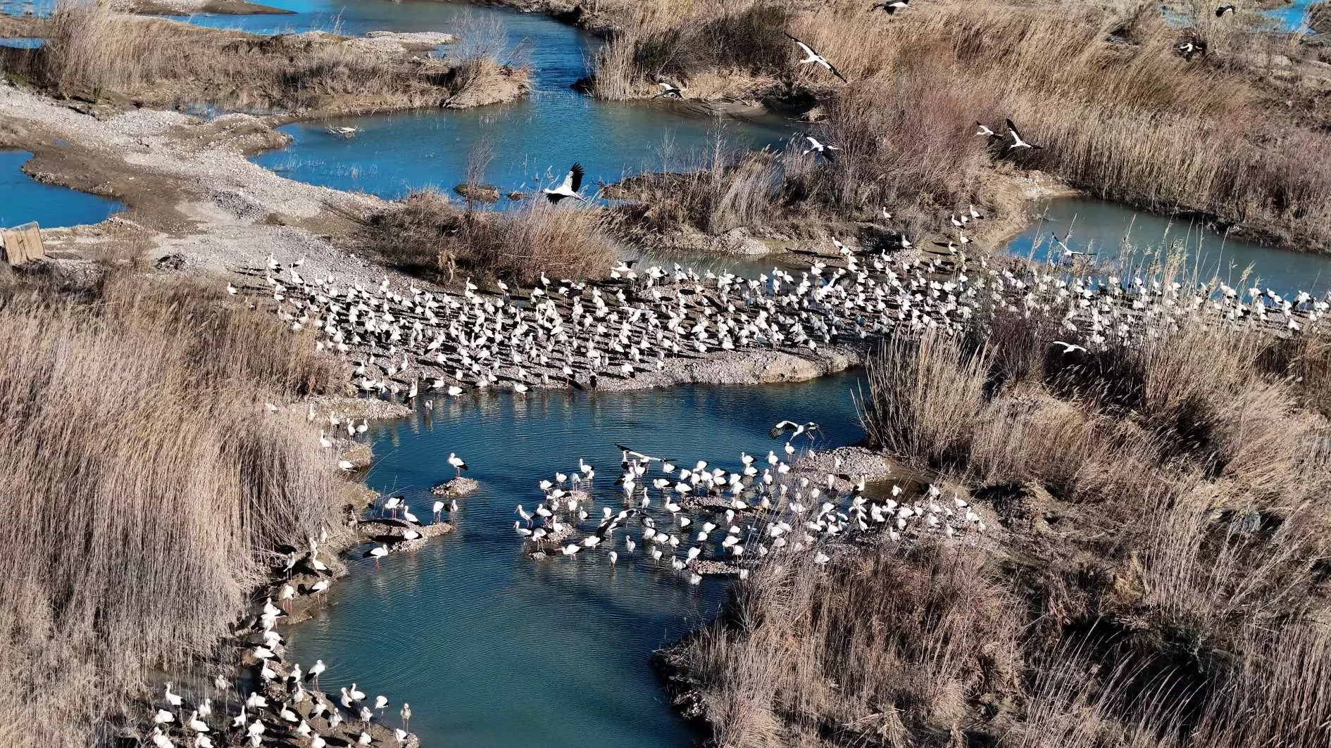 Ooievaars en pelikanen stoppen in Mersin als de lente aanbreekt