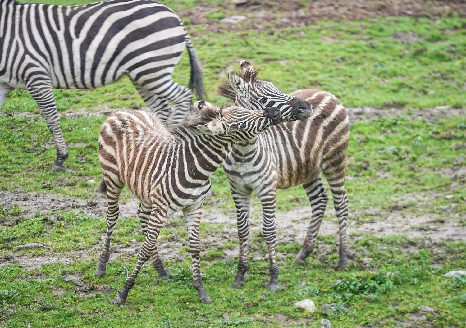 Zebrapopulatie in Bursa Zoo stijgt naar 11
