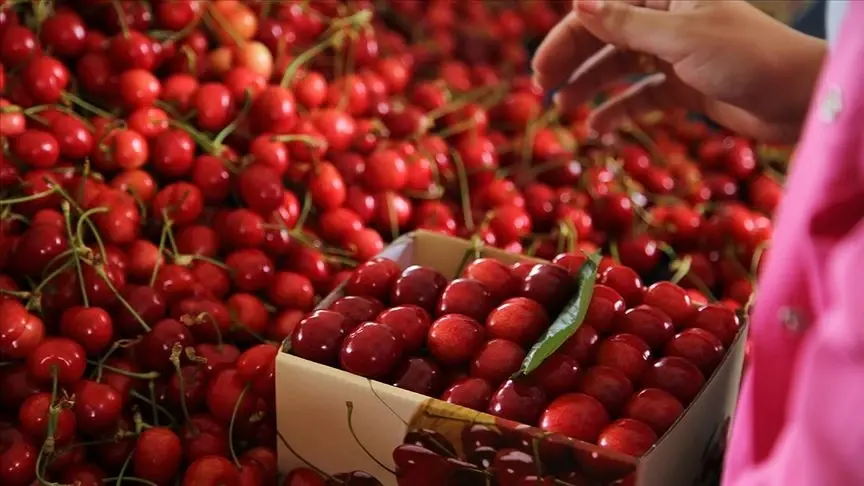 De sterke oogst zal naar verwachting de kersenexport van Türkiye stimuleren