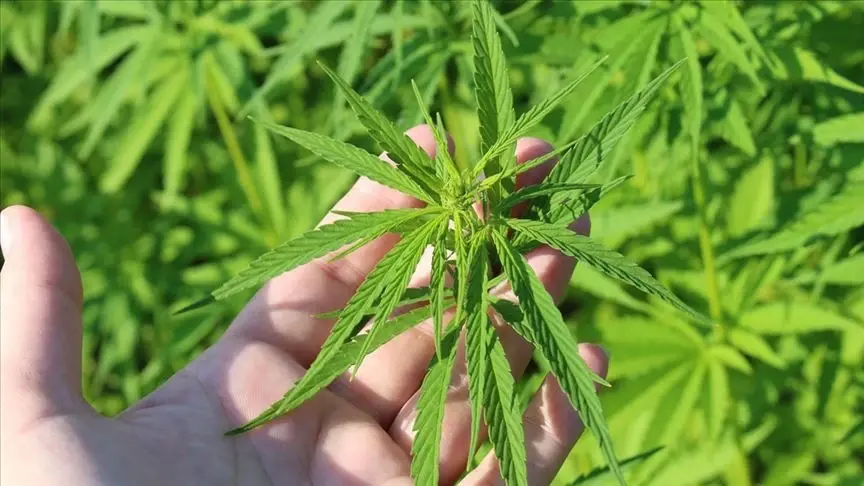 Er worden strenge veiligheidsinspanningen geleverd voor de cannabisproductie
