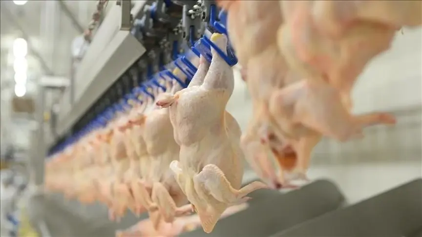 Grote Turkse kippenproducenten getroffen door benoemingen van curatoren en arrestaties op hoog niveau
