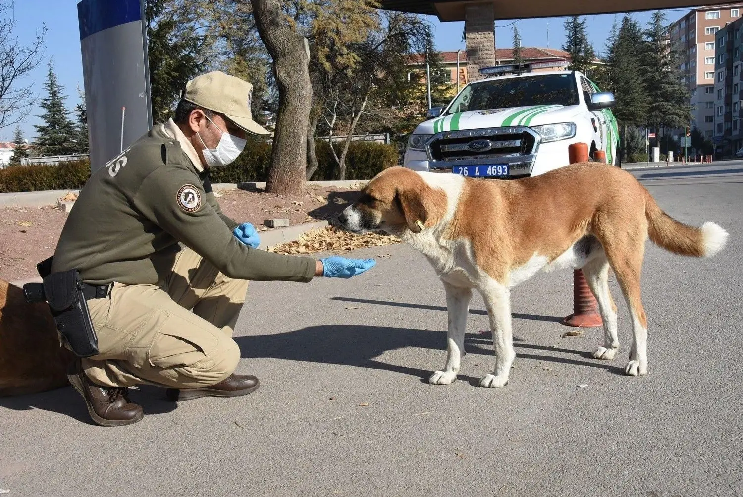 Türkiye is van plan om tegen het einde van het jaar zwerfhonden uit de straten te verwijderen