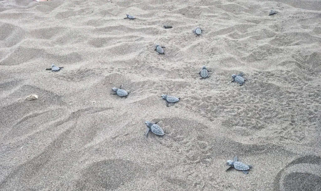 6.000 baby-karetschildpadden bereiken de zee in Muğla