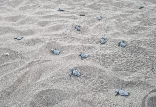 6.000 baby-karetschildpadden bereiken de zee in Muğla