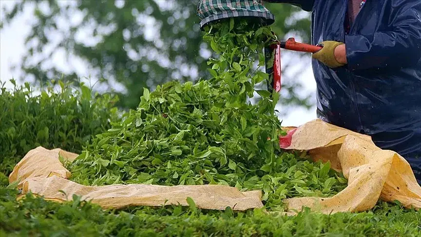 De Turkse thee-export bedroeg in het eerste halfjaar meer dan 17,5 miljoen dollar