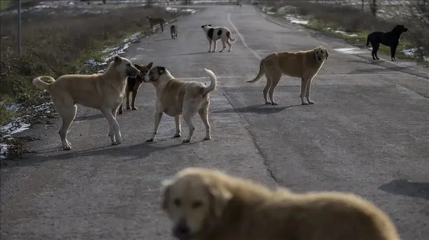 Drie burgemeesters hebben onderzoek gedaan naar incidenten met zwerfhonden