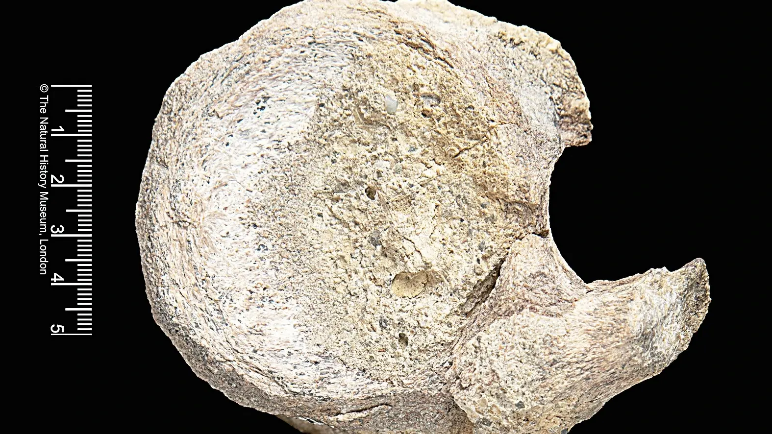 Een zeldzaam dinosaurusfossiel gevonden, weggestopt in een la