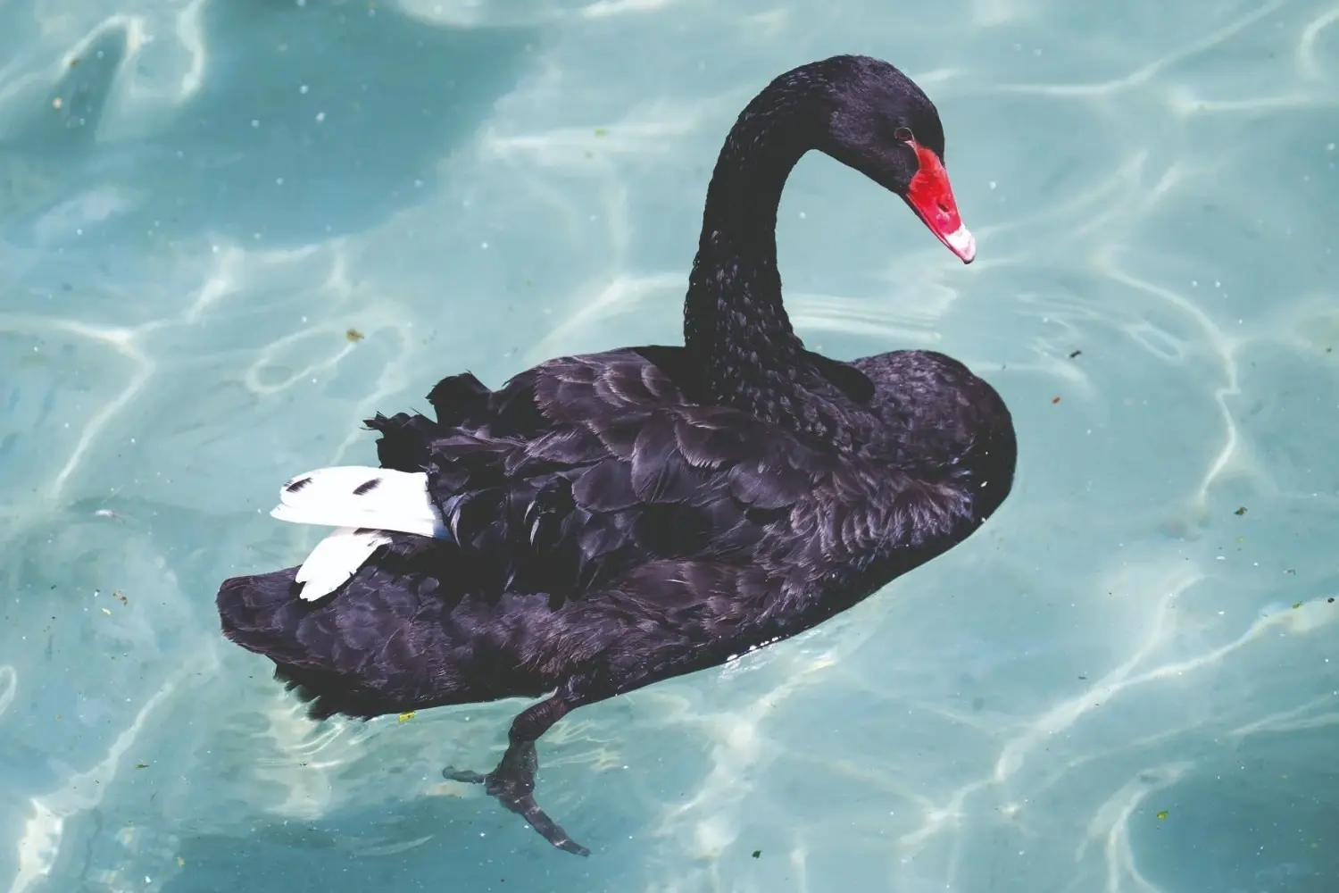 Er worden vijf jonge cygnets verwacht als het broedseizoen in Kuğulu Park begint