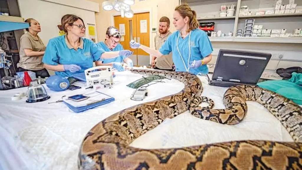 Baanbrekende kankerbehandeling redt python genaamd Jodie Foster