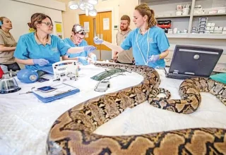 Baanbrekende kankerbehandeling redt python genaamd Jodie Foster