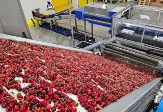 De kersenexport bedroeg in zeven maanden $235 mln