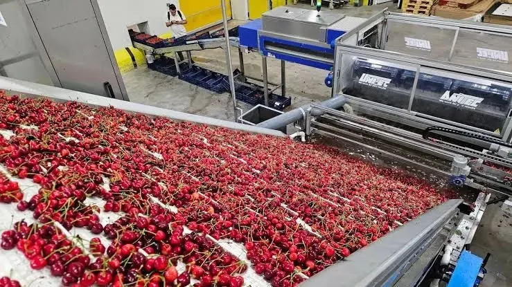 De kersenexport bedroeg in zeven maanden $235 mln