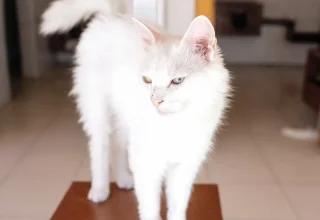Faciliteit beschermt bedreigde raszuivere Ankara-katten