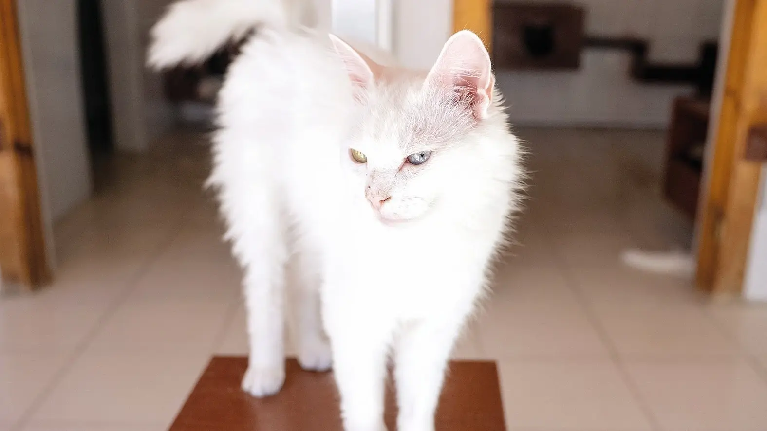 Faciliteit beschermt bedreigde raszuivere Ankara-katten