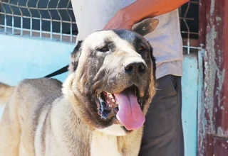 Kangal-honden doen mee aan een schoonheidswedstrijd in het inheemse Sivas