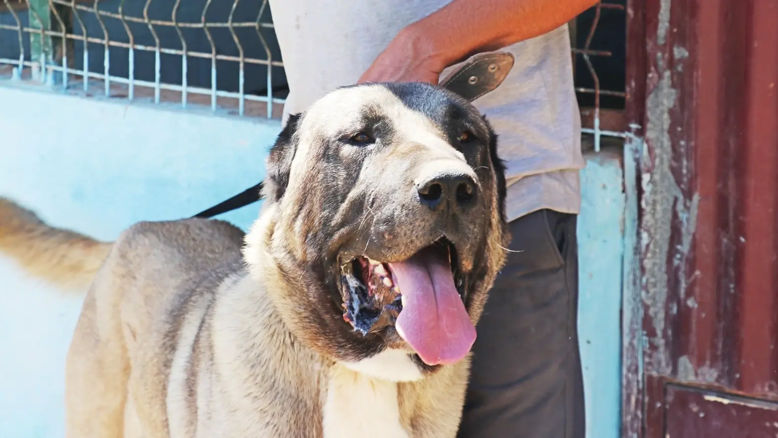 Kangal-honden doen mee aan een schoonheidswedstrijd in het inheemse Sivas