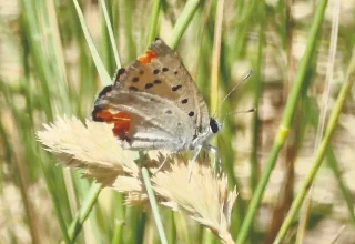 Natuurliefhebbers op jacht naar vlinders