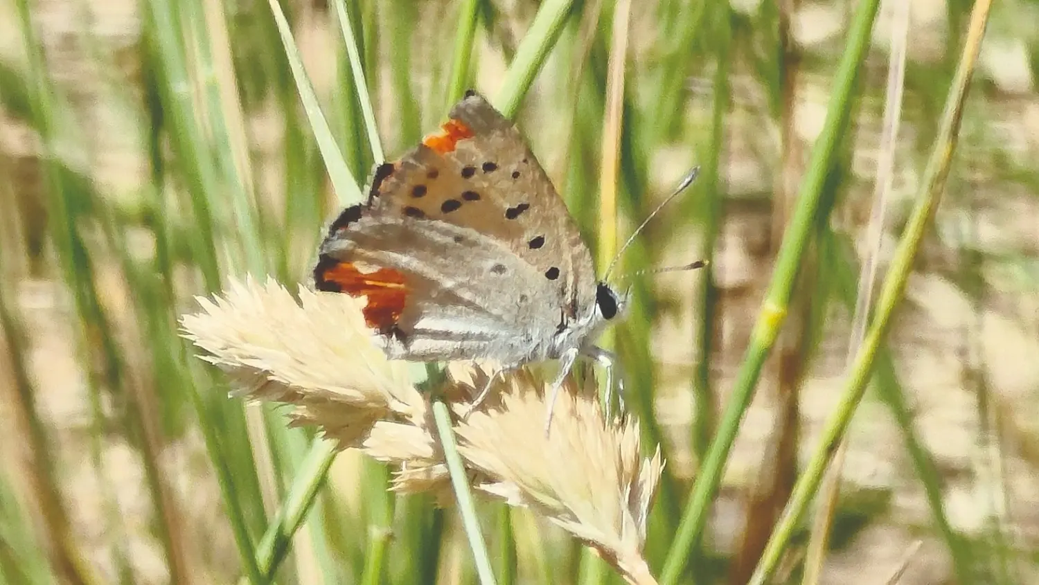 Natuurliefhebbers op jacht naar vlinders