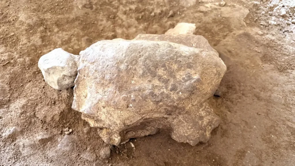 Recent opgegraven schildpadbeeldjes leggen eeuwenoud ritueel erfgoed bloot