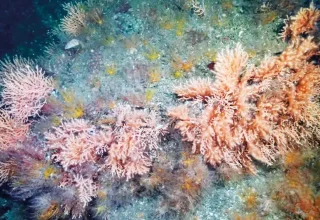 Wetenschapper roept op tot gezamenlijke actie om de Egeïsche Zee te redden