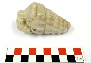 66 miljoen jaar oud fossiel ontdekt in de Turkse hoofdstad