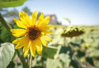 De zonnebloemoogst in Istanbul zal naar verwachting met 25 procent stijgen