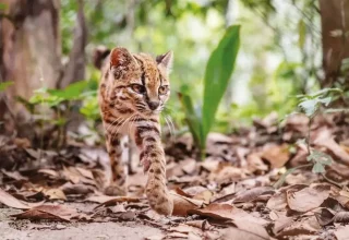 Eerste nieuwe wilde kat ontdekt in een eeuw