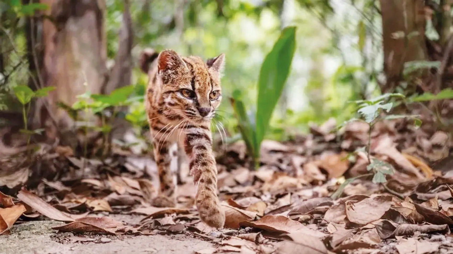 Eerste nieuwe wilde kat ontdekt in een eeuw