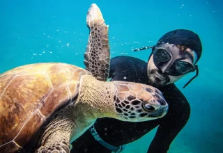 Freediver vormt band met vrouwelijke zeeschildpad ‘Mahmut’