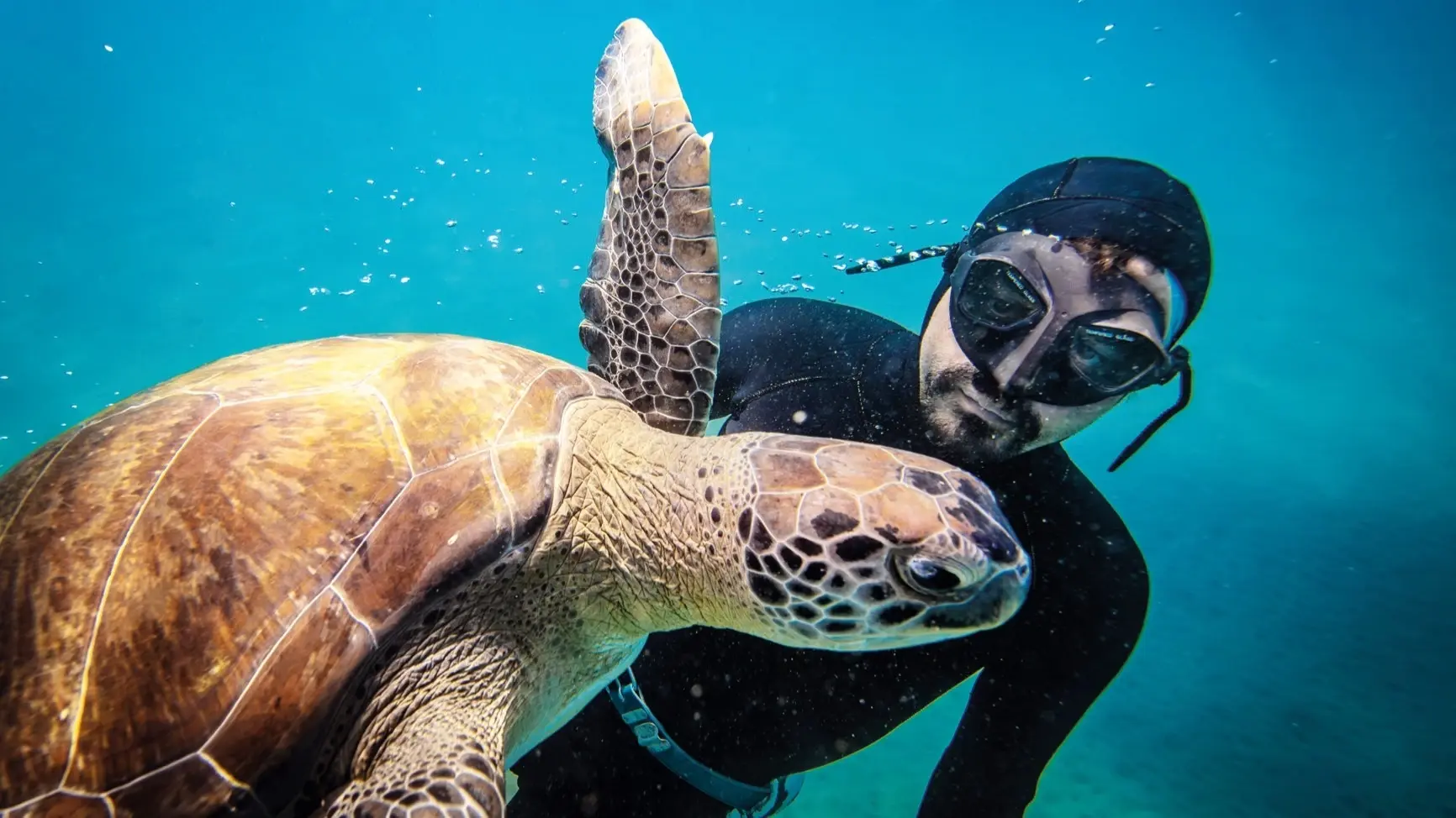 Freediver vormt band met vrouwelijke zeeschildpad 'Mahmut'