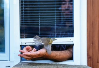 Trekvogels vinden een essentiële tussenstop in Istanbul