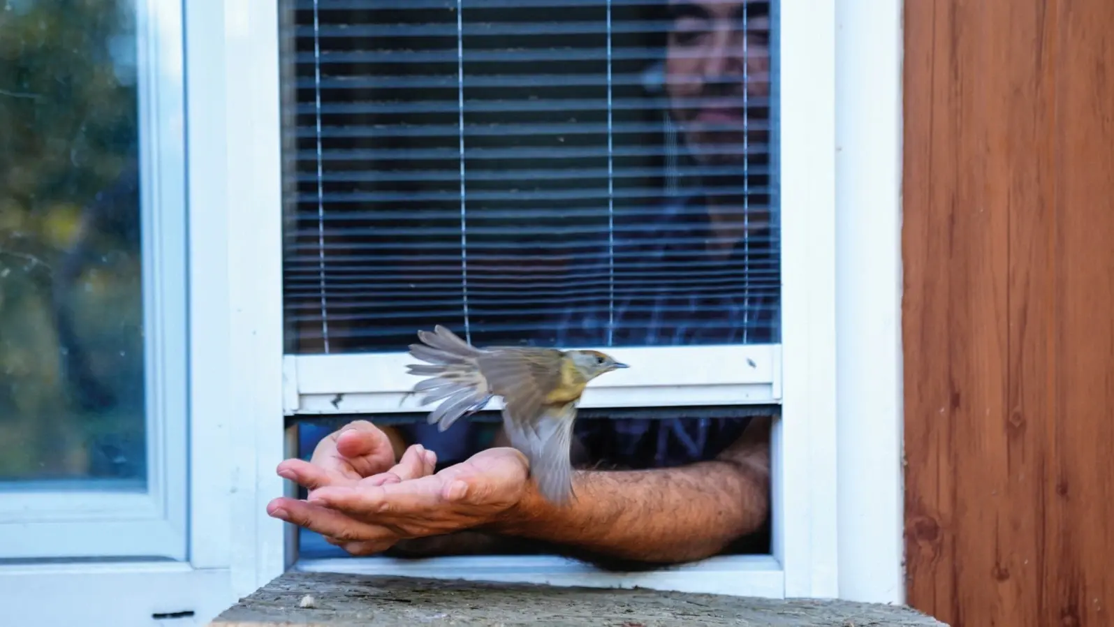 Trekvogels vinden een essentiële tussenstop in Istanbul