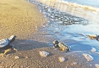 100.000 schildpadjongen bereiken de zee in het zuiden van Türkiye