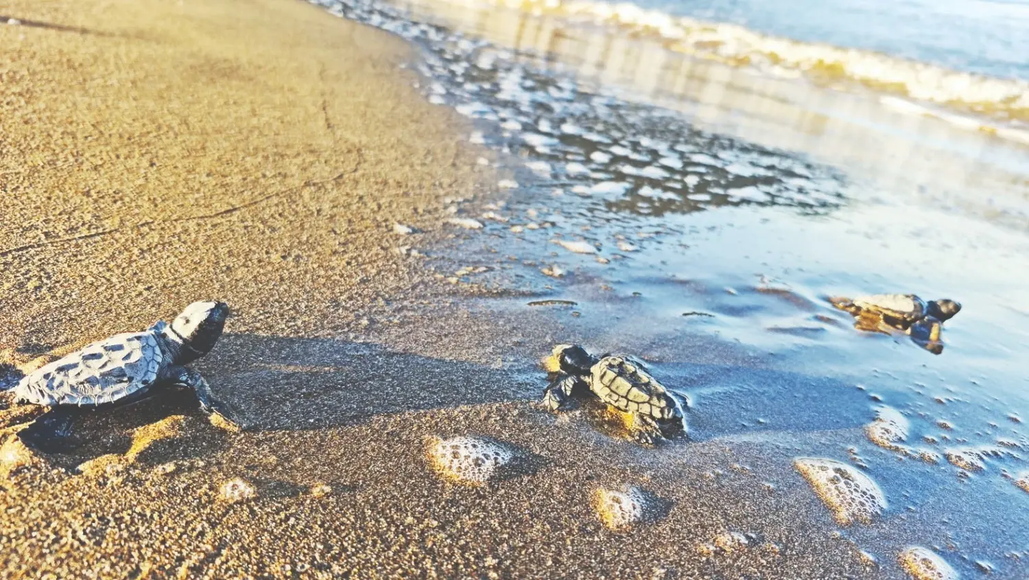 100.000 schildpadjongen bereiken de zee in het zuiden van Türkiye
