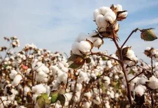 De katoenproductie van Türkiye staat onder druk door stijgende kosten
