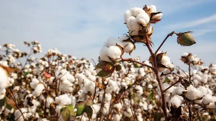 De katoenproductie van Türkiye staat onder druk door stijgende kosten