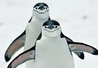 Door de klimaatverandering is het eiland de titel van grootste pinguïnkolonie kwijt