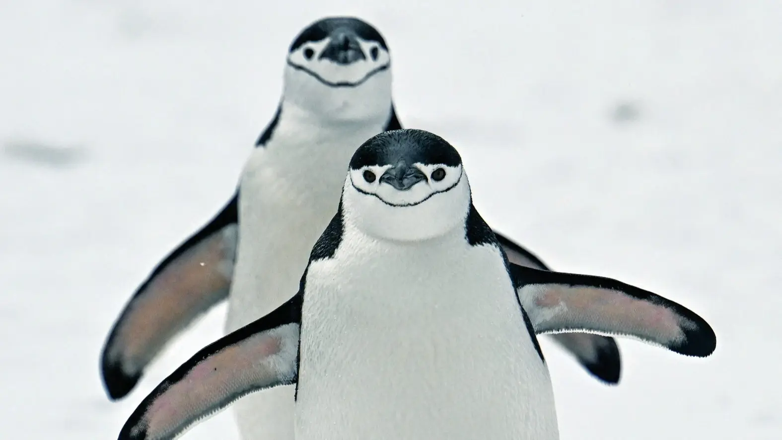 Door de klimaatverandering is het eiland de titel van grootste pinguïnkolonie kwijt