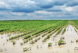 Door het klimaat veroorzaakte verliezen op landbouwbedrijven zorgen ervoor dat de uitbetalingen voor landbouwverzekeringen in Türkiye hoger worden