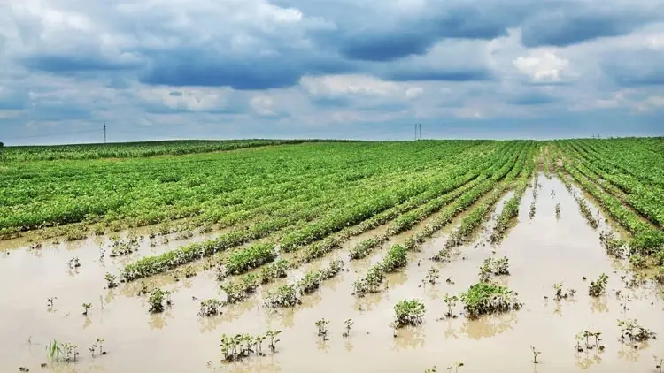 Door het klimaat veroorzaakte verliezen op landbouwbedrijven zorgen ervoor dat de uitbetalingen voor landbouwverzekeringen in Türkiye hoger worden