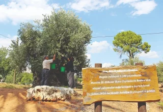 Verplaatste olijfbomen leveren 10 jaar later vruchten op in Antalya