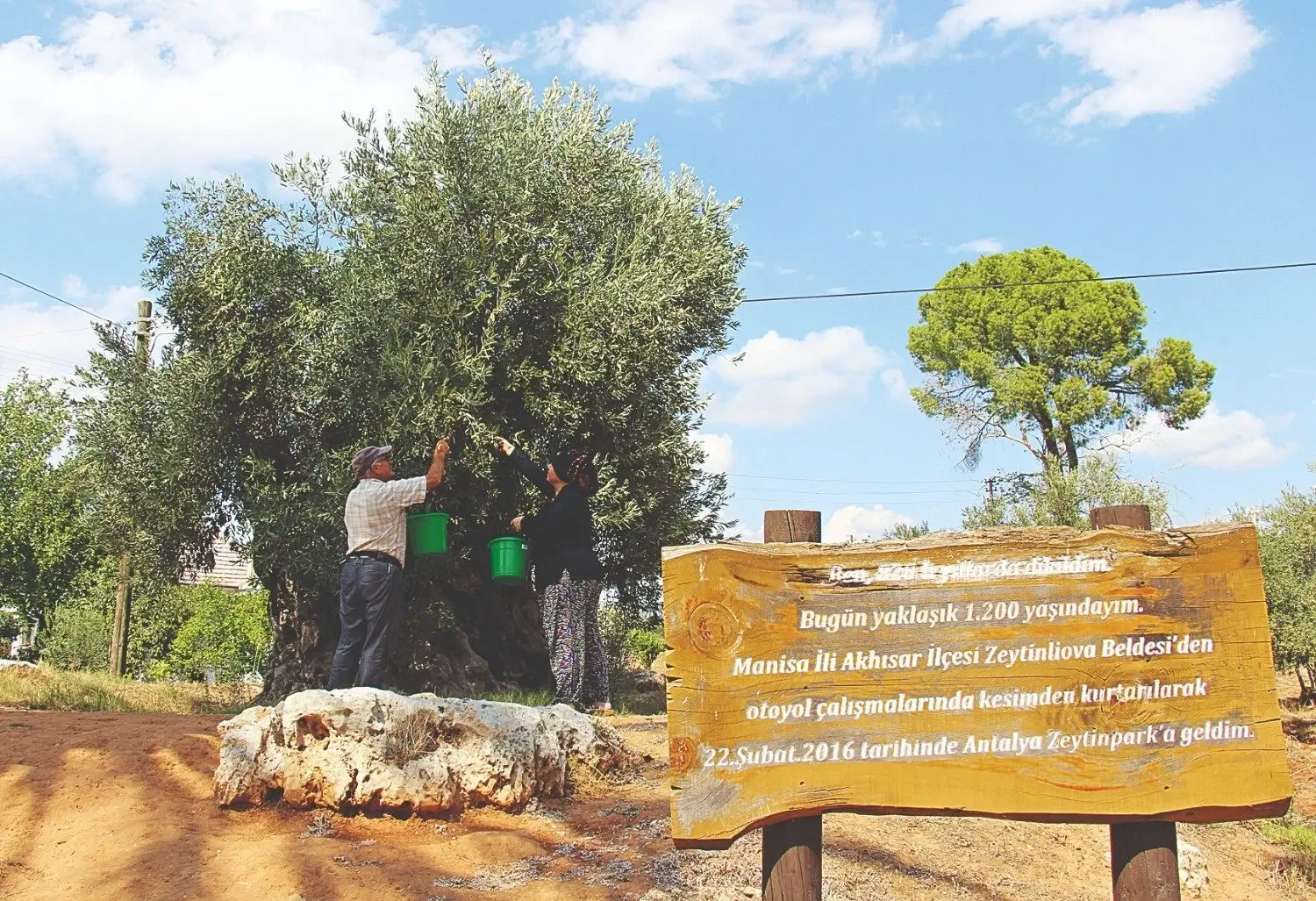 Verplaatste olijfbomen leveren 10 jaar later vruchten op in Antalya